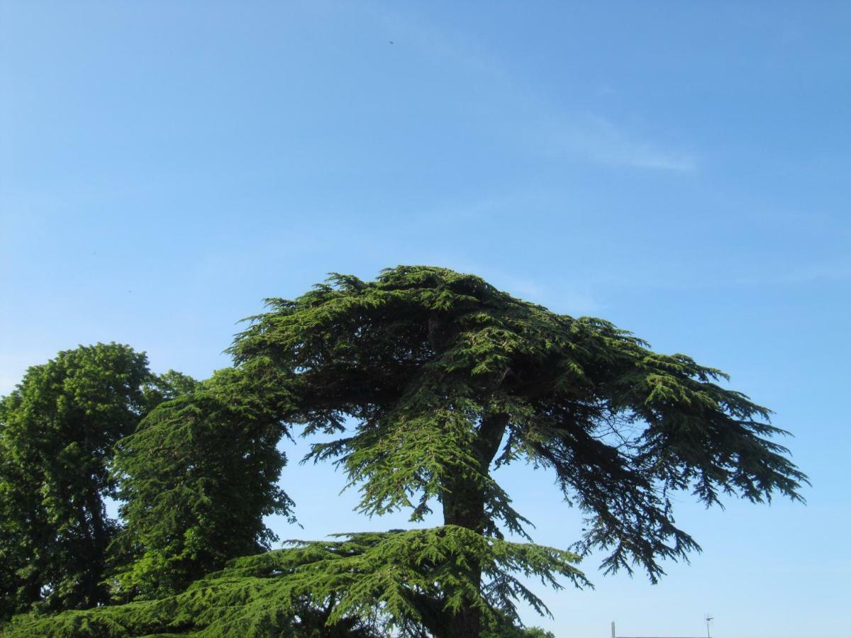 Bed & Breakfast Chateau Les Cedres Bretteville-l'Orgueilleuse Luaran gambar